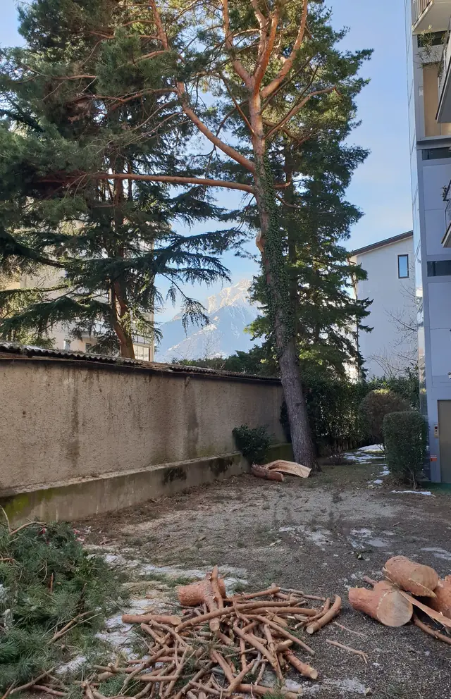 Lo stesso cortile con il ramo rimosso e la legna tagliata in pezzi
