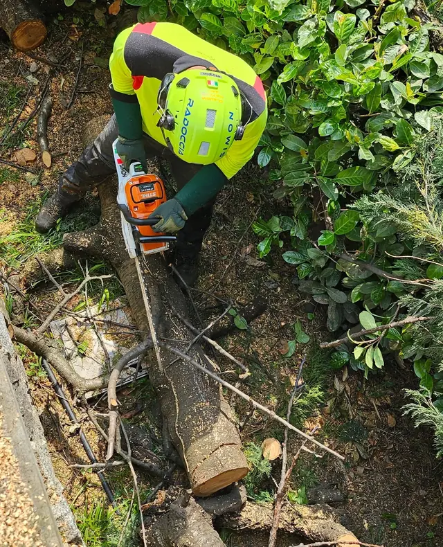 Taglio di un tronco con la motosega