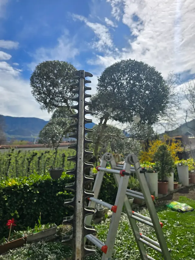 Potatura di alberi ornamentali con scala e tagliasiepi telescopico