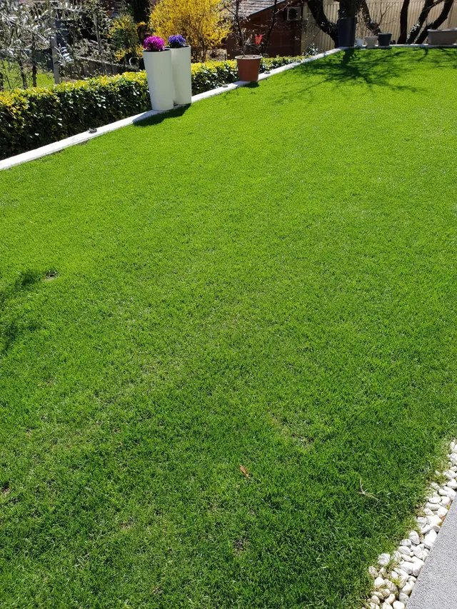 The same lawn, grown in thick and green